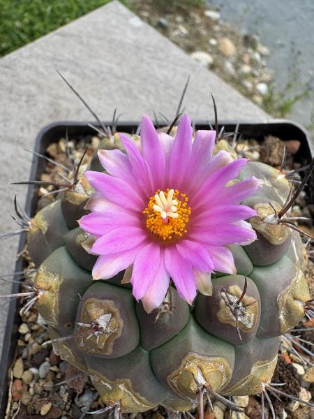 Thelocactus buekii